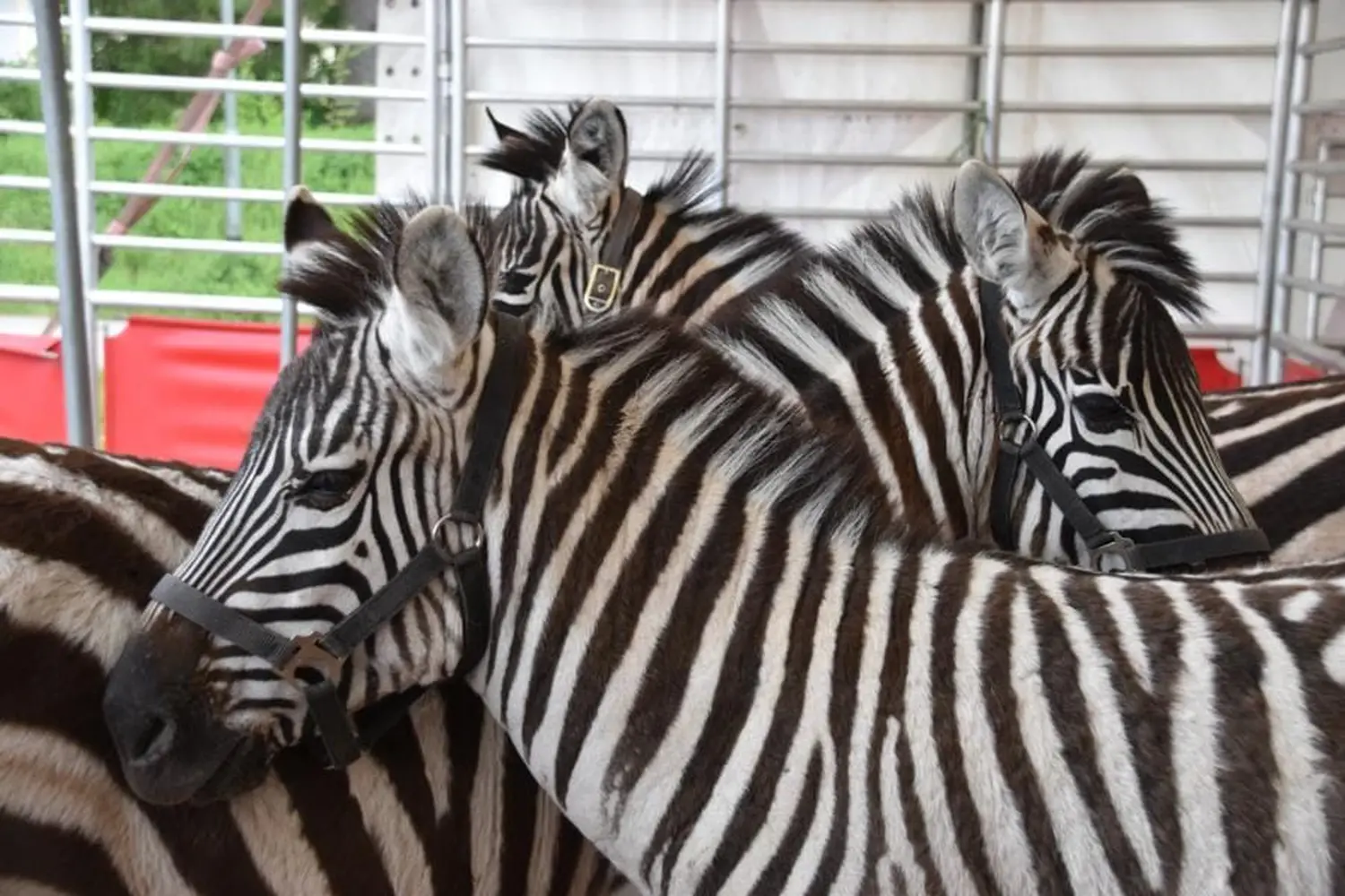 Zebra im Zirkus von Circus Alessio