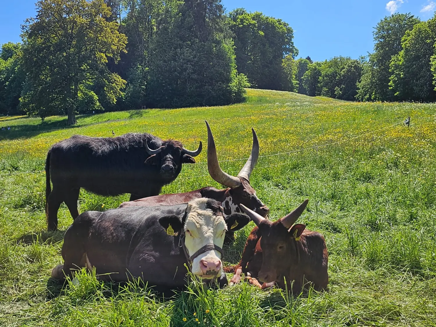 Kuh auf dem Feld von Circus Alessio