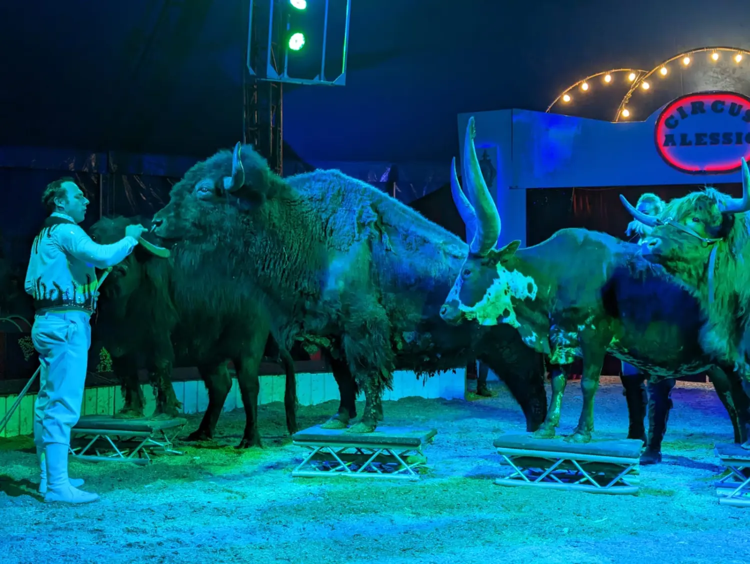 Tiere im Zirkus von Circus Alessio