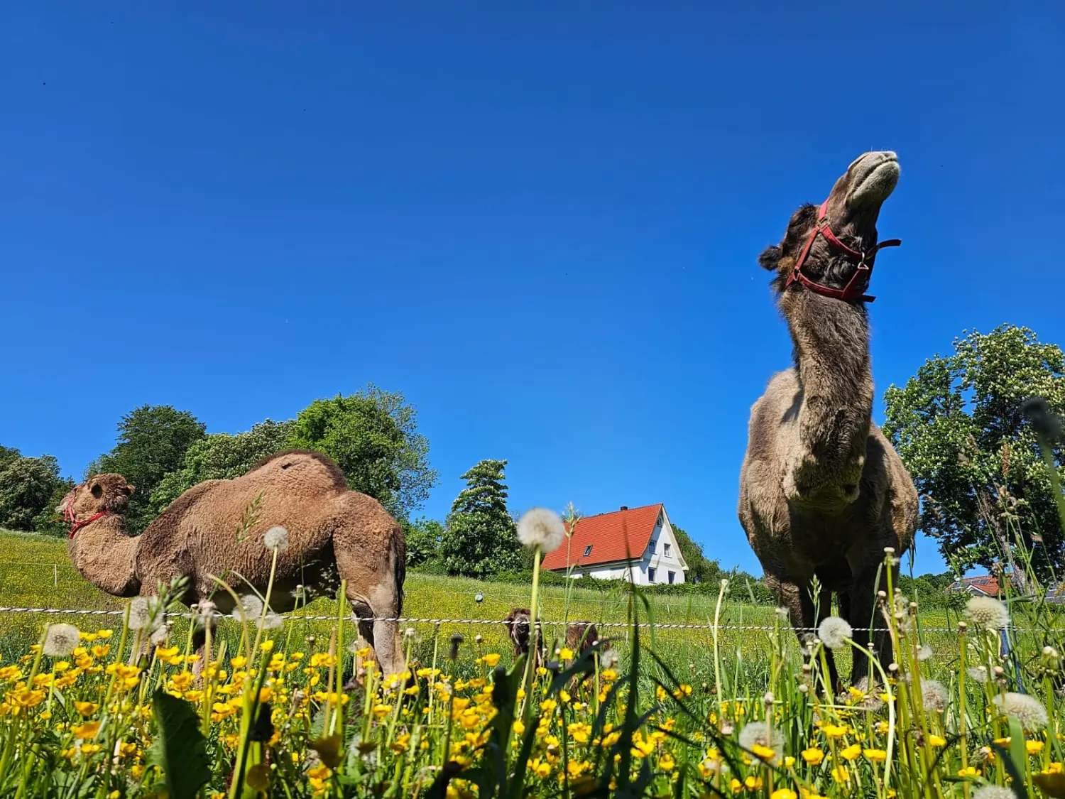 Kamel auf dem Feld von Circus Alessio