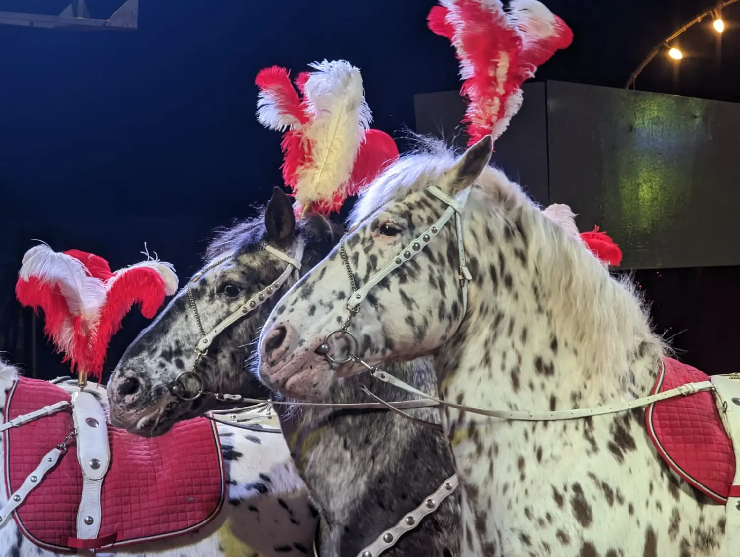 Pferd im Zirkus von Circus Alessio