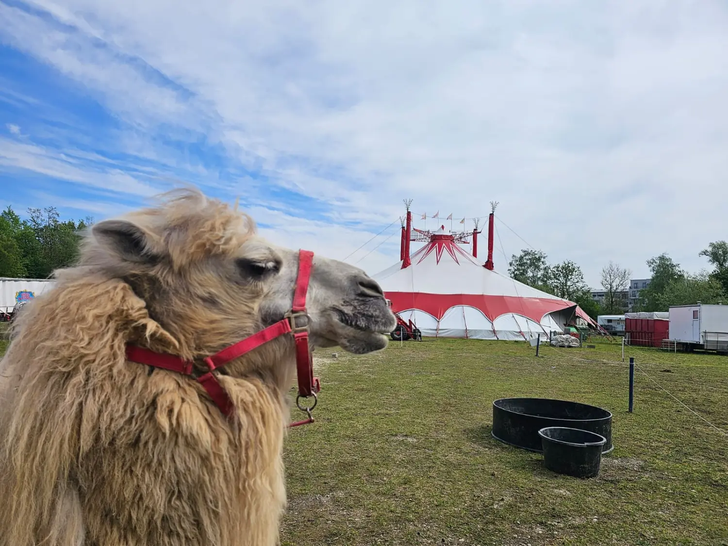 Kamel auf dem Feld von Circus Alessio