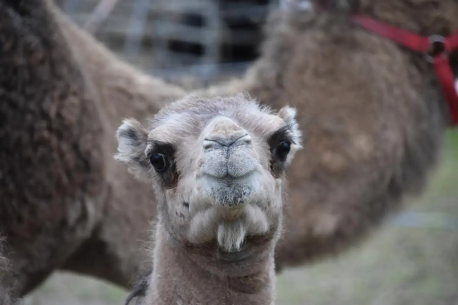 Tiere im Zirkus von Circus Alessio