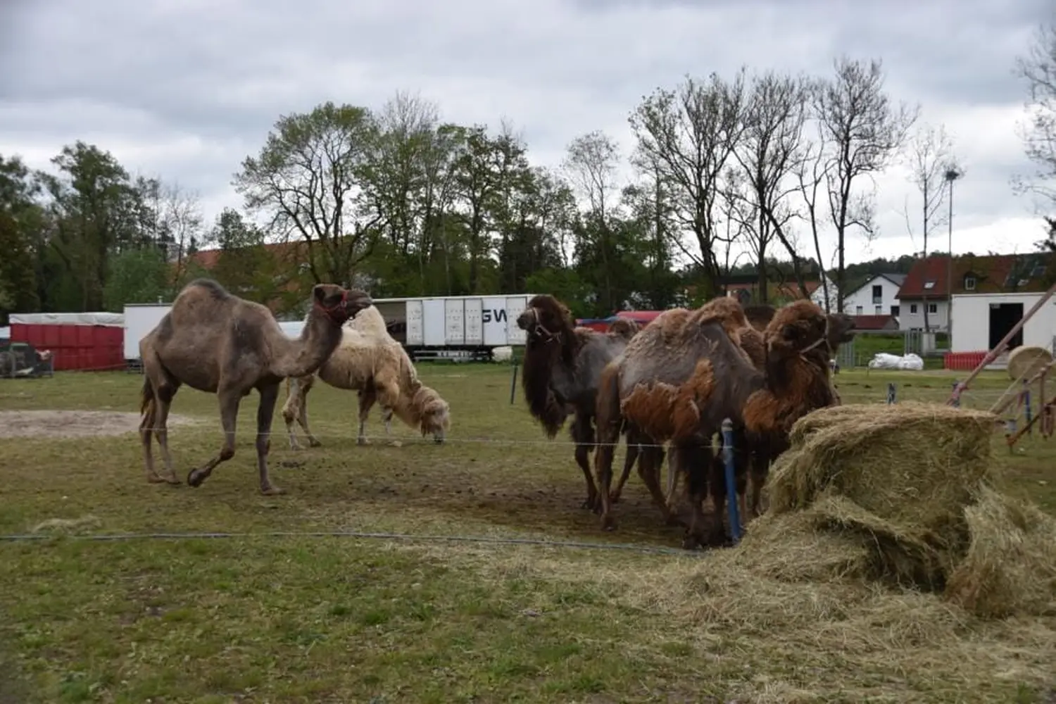 Tiere im Zirkus von Circus Alessio