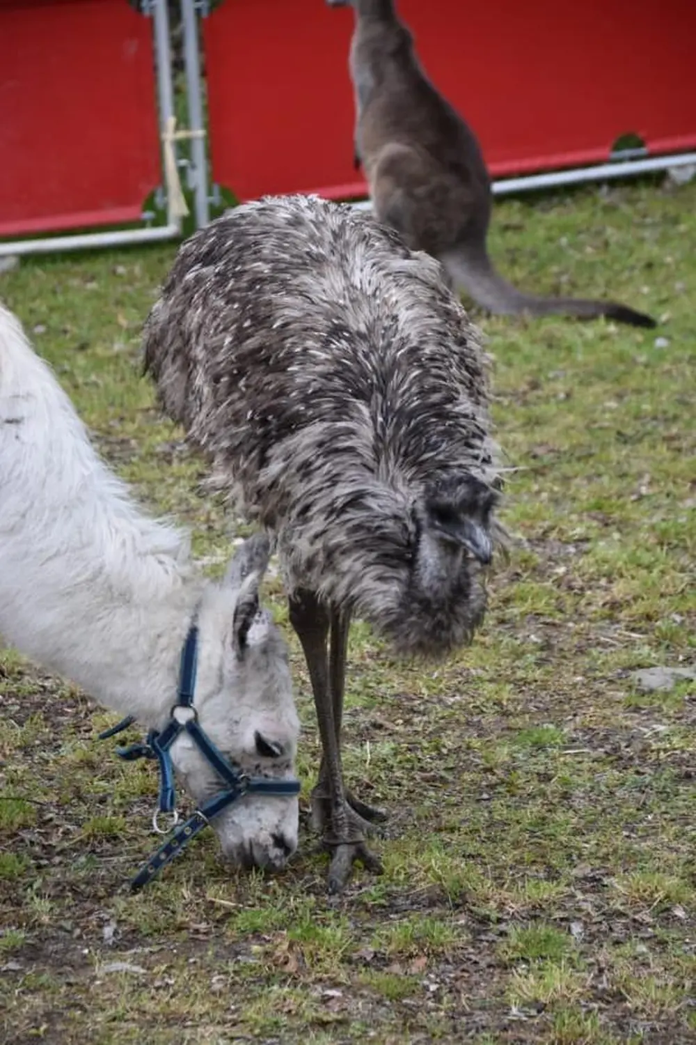 Tiere im Zirkus von Circus Alessio