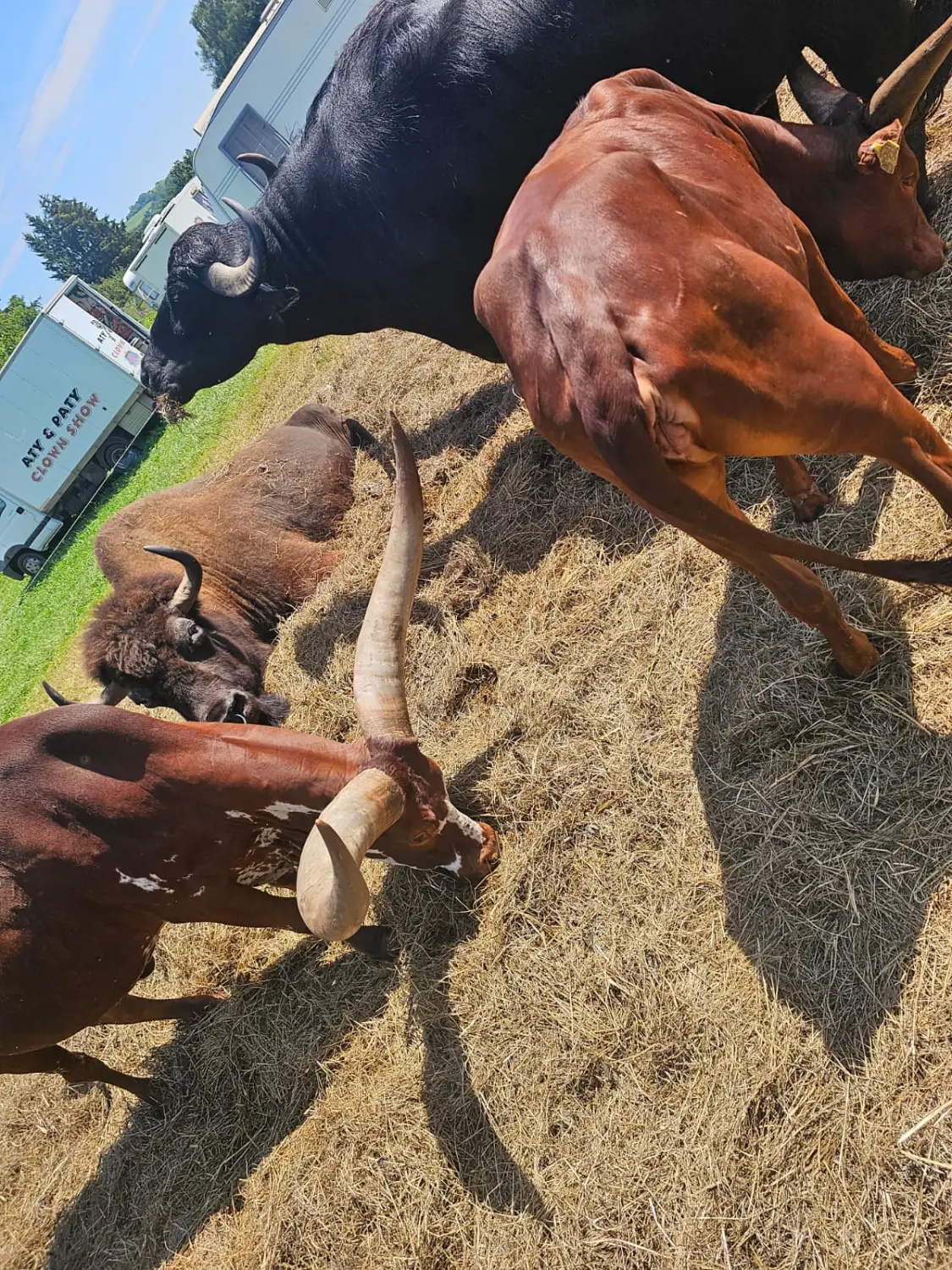 Tiere im Zirkus von Circus Alessio