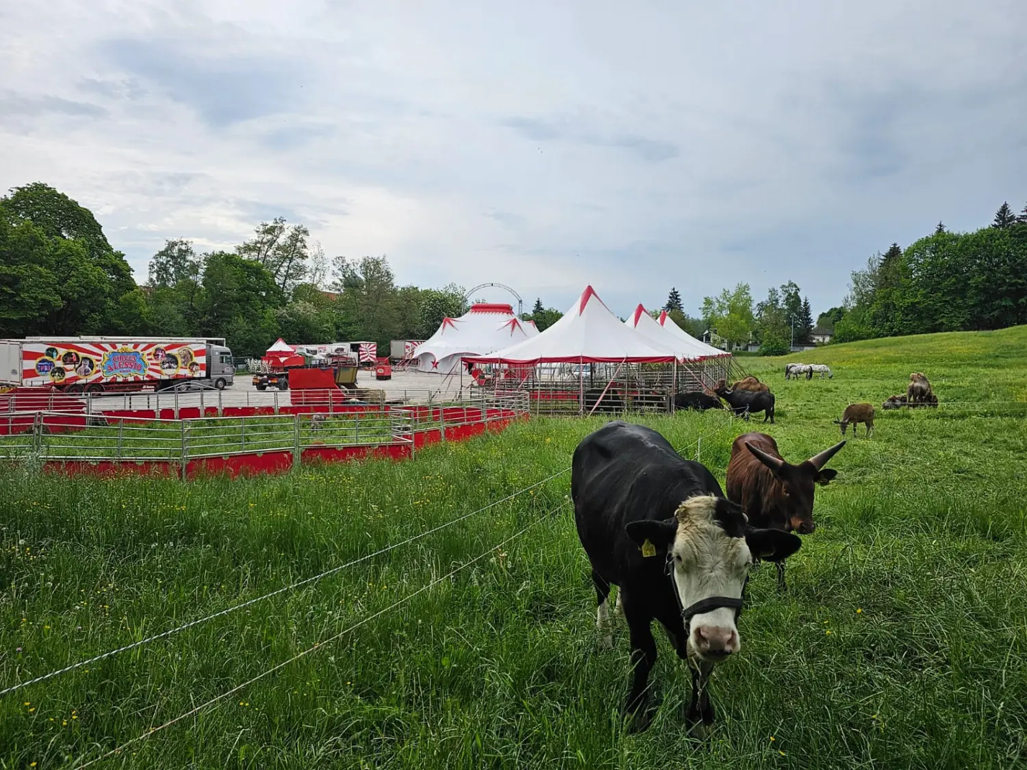 Kuh auf dem Feld von Circus Alessio