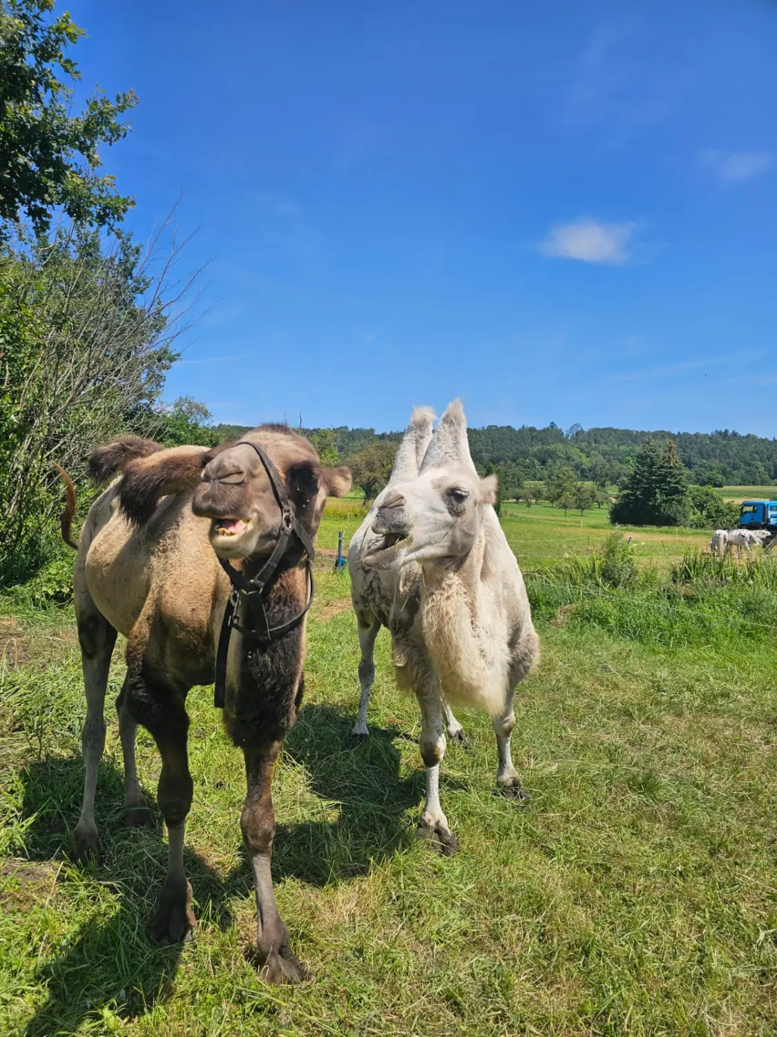 Tiere im Zirkus von Circus Alessio