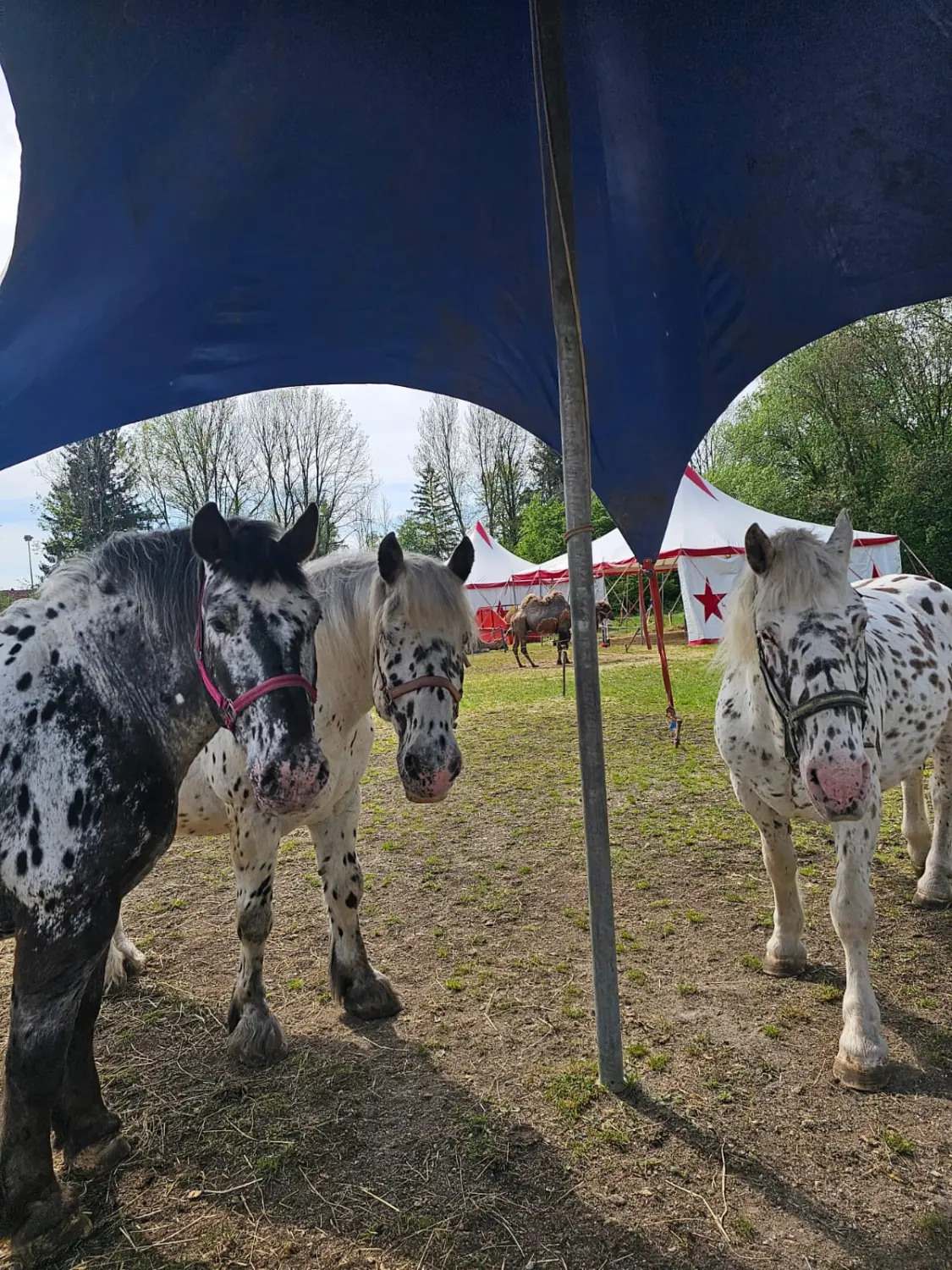 Tiere im Zirkus von Circus Alessio