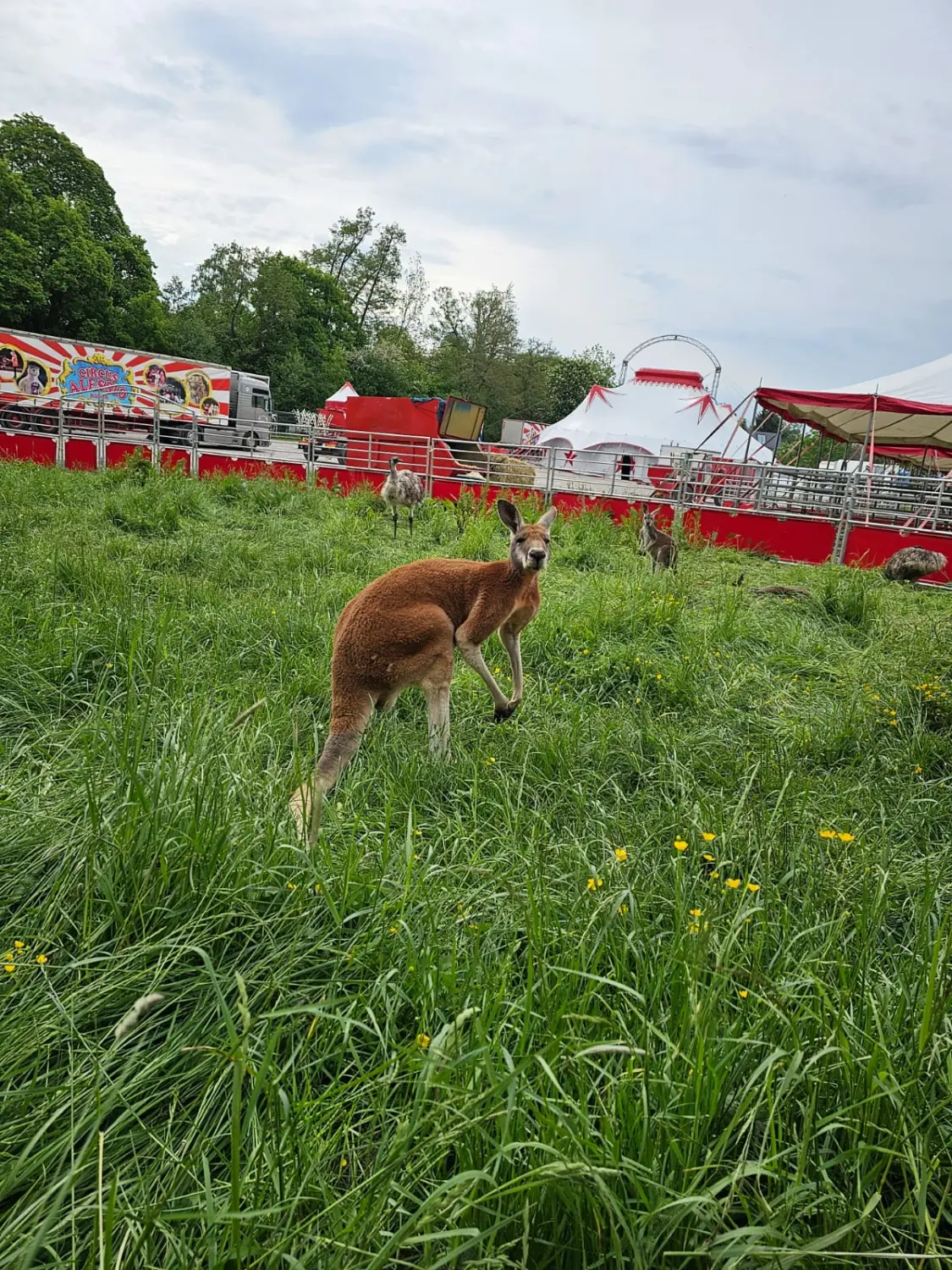 Tiere im Zirkus von Circus Alessio