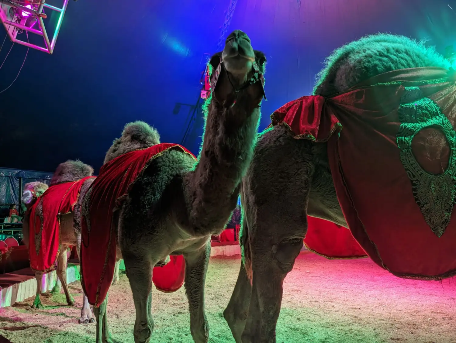 Kamel auf dem Feld von Circus Alessio