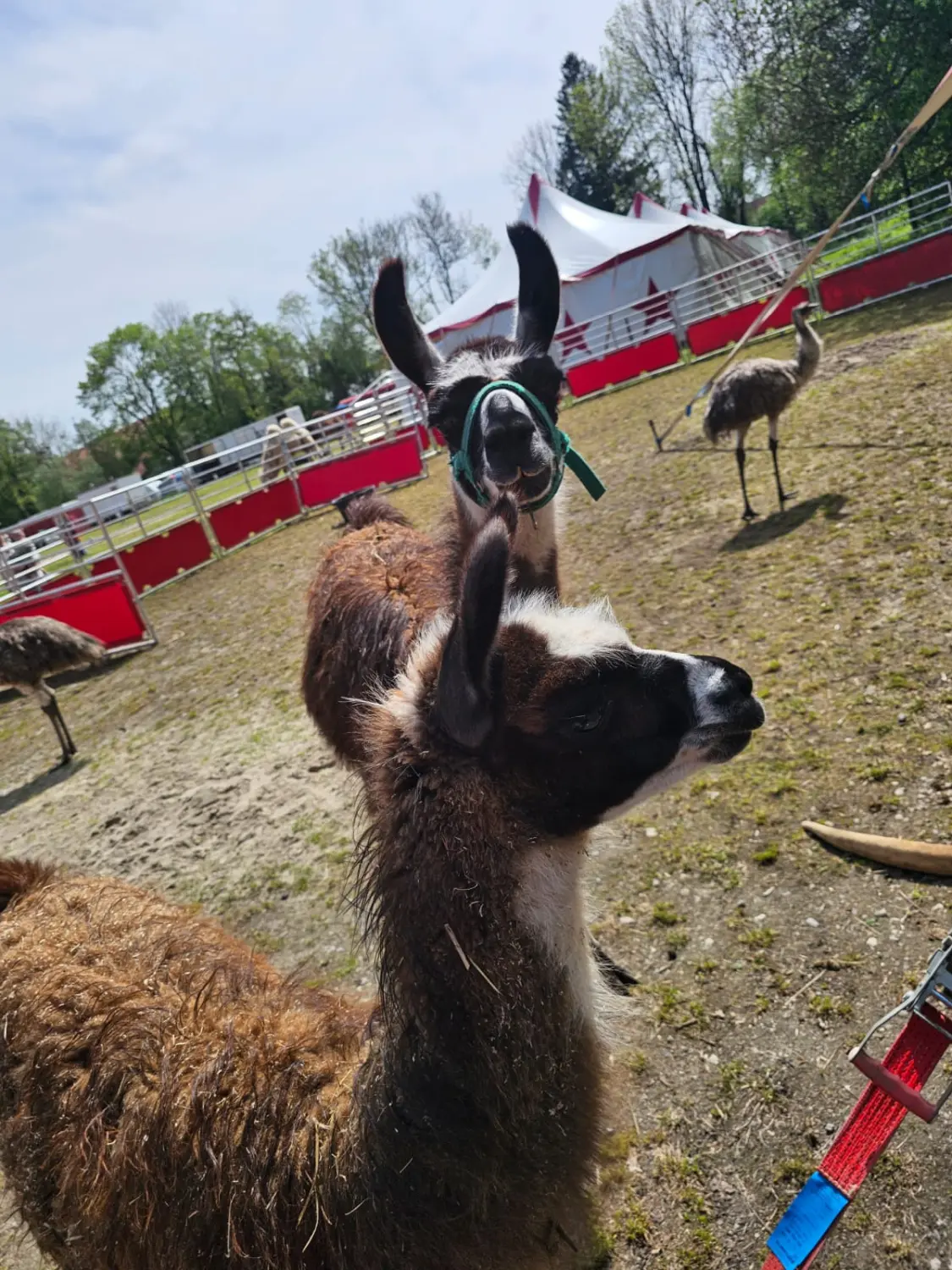 Tiere im Zirkus von Circus Alessio