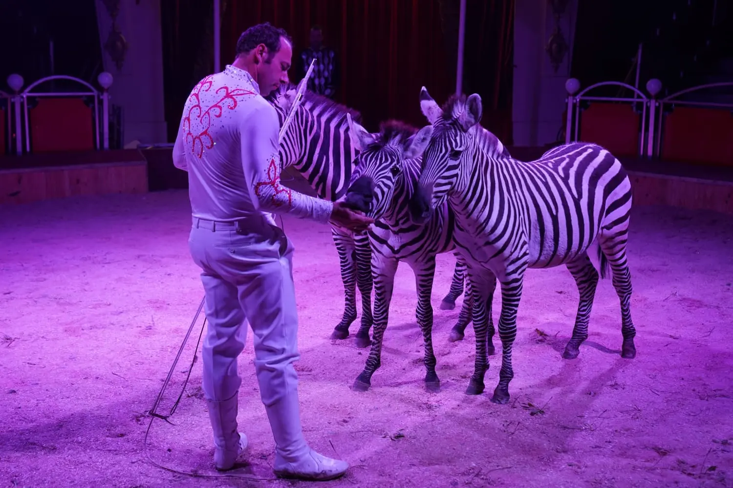 Tiere von Circus Alessio - Tina Kaiser